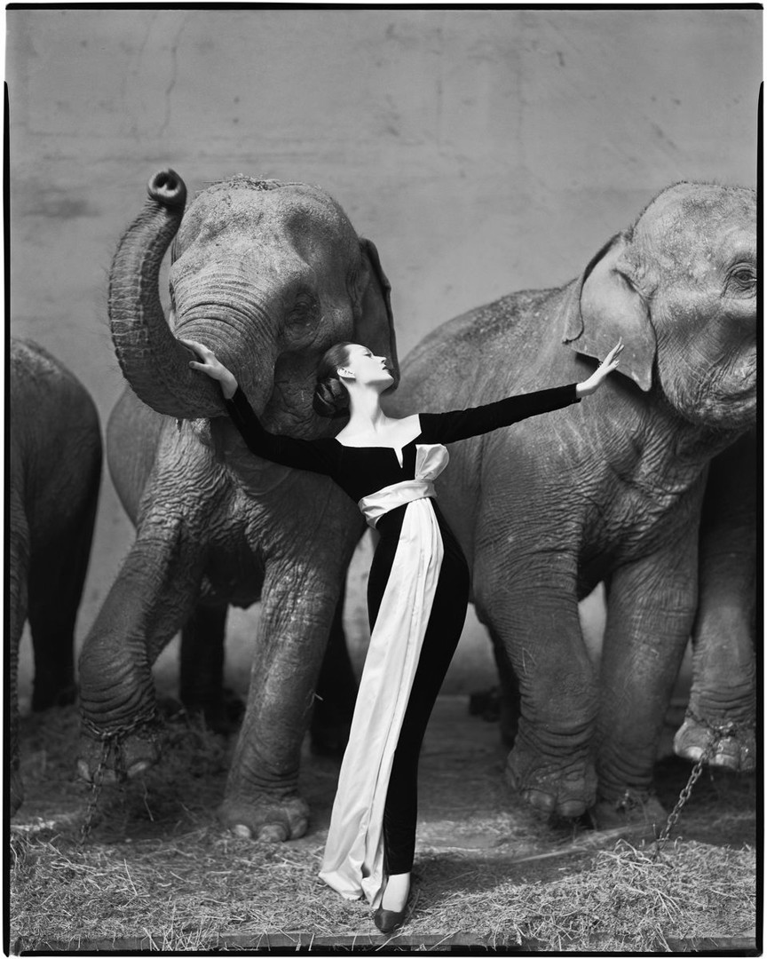 Fotografía y vídeo retrato, comercial y evento, Vizcaya / Bizkaia - richard-avedon-dovima-with-elephants-evening-dress-by-dior-cirque-d-hiver-paris-august-1955.jpeg
